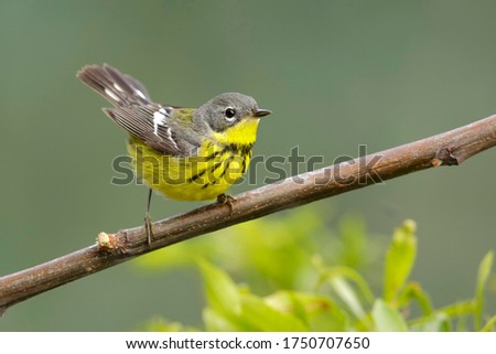 Adult female Magnolia Warbler (Setophaga magnolia) perched on a branch in Galveston County, Texas, United States, during spring migration. Royalty-Free Stock Photo #1750707650