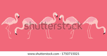Flamingo tropical birds on pink background. Vector