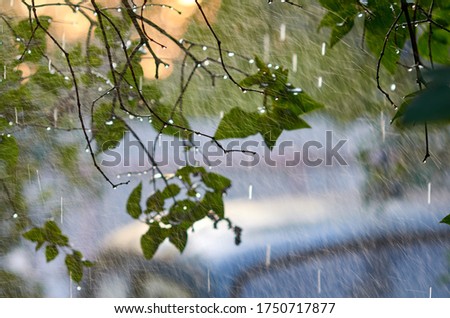 raindrops on green leaves and branches in the garden in summer