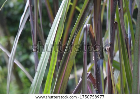 sugar cane leaf, nature picture
