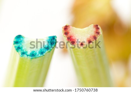 Celery experiment showing evaporative transport in plants and cohesion and adhesion of water. Science investigation with red and blue food dye. Royalty-Free Stock Photo #1750760738