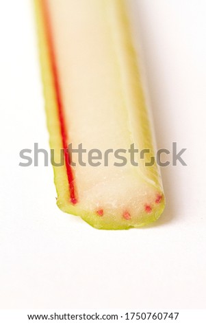 Celery experiment showing evaporative transport in plants and cohesion and adhesion of water. Science investigation with red and blue food dye. Royalty-Free Stock Photo #1750760747