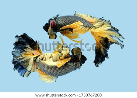 Art movement of two yellow Siamese fighting fish on blue background.