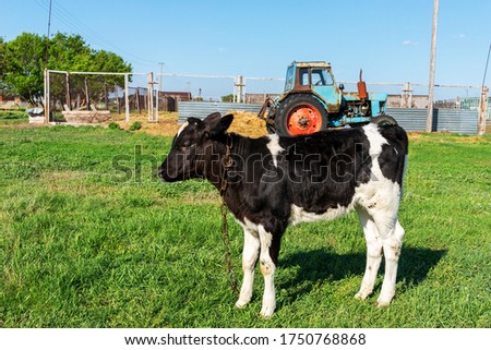 Cows graze on a green meadow. Rural landscape. Pasture in the village in summer and blue sky