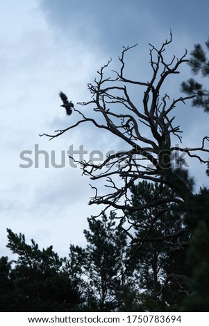 a silhouette of a withered tree in the late evening on a dark blue sky background; crow tree