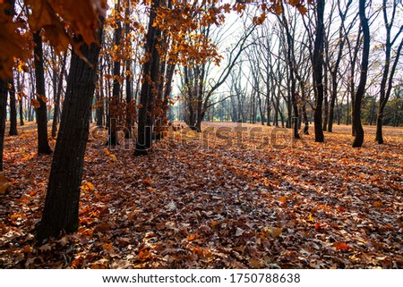 Beautiful autumn park. Beautiful fall landscape.Fallen leaves on the ground.
