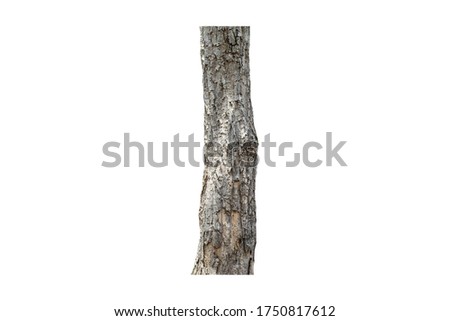 The trunk of hardwood is isolated on a white background.