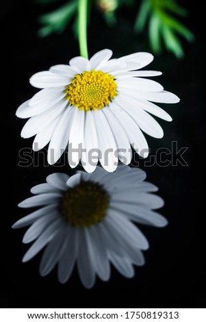Daisy macro with controlled light reflection