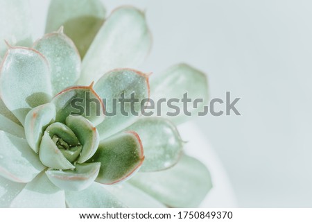 succulent flower in a white pot on a light background. close up