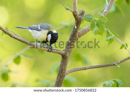 A closeup shot of a Black-capped chickadee on the tree branch with greenery on the background