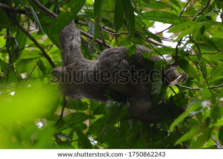 Sloth on a tree in costa rica