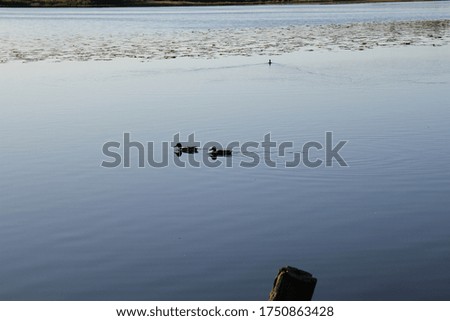 Ducks swim in the lake. The silhouette of a ducks is reflected in the water.