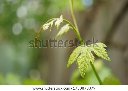 Young green grape leaf grow in the spring garden