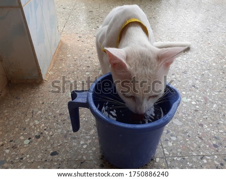 A Thirsty White Cat being fed - Image of a cat quenching it's thirst by drinking water from the jug.