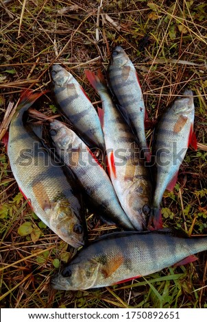 Several fish perch on the yellow dry grass. Karelia. Russia