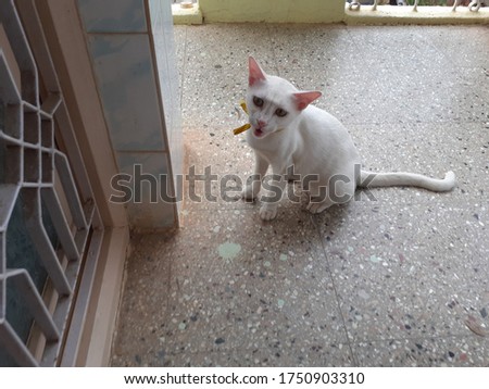 Stock unedited photo of a cat being stupid - Cat wants to break into the house but has a stupid look on its face when busted.