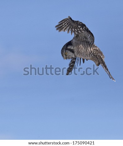 Northern Hawk Owl in flight against a blue sky background.