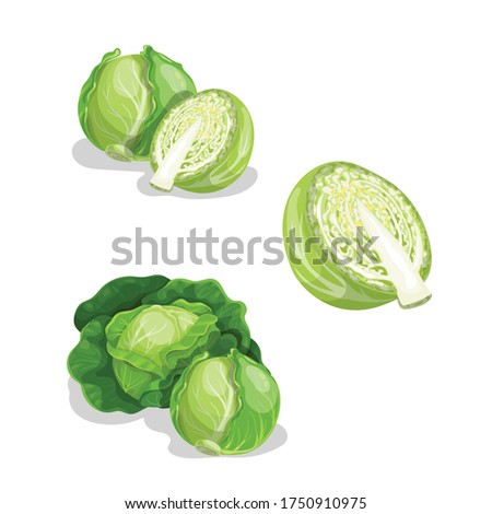 Cabbages set. Vector illustrations of ripe fresh farm vegetables. Organic healthy food collection. Single and in the groups. Whole and halved. Big leaves veggies. Isolated on white background.