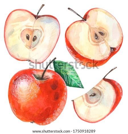 Set of hand drawn watercolor red apples. Sweet summer fruits, red apple with seeds and leaves, half apple. Clip art isolated on white background. 