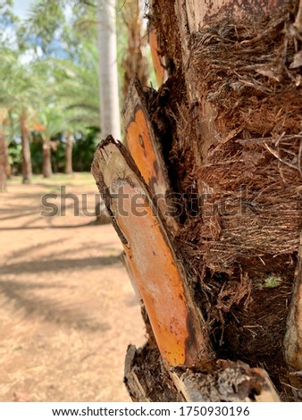 closeup on the Date Palm texture 