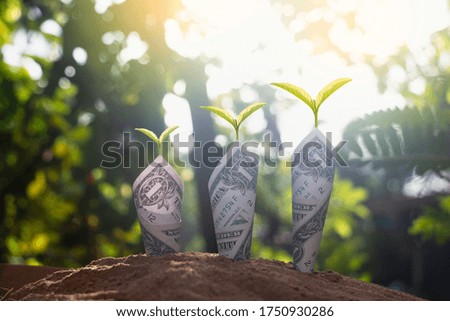 Close-up dollar with green plant growing on top for business.They are on sun light on soil.saving,growth,investment,financial,photo business and economic concept.