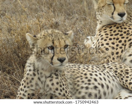 Cheetah Savannah Safari Tanzania Africa