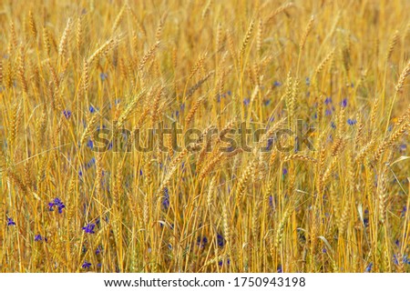  Summer photo. Wheat is a grass widely cultivated for its seed, a cereal grain which is a worldwide staple food. The many species of wheat together make up the genus Triticum 