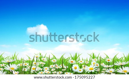 Daisies in the field Royalty-Free Stock Photo #175095227