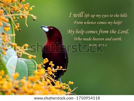Bible Verses printed on beautiful bird photography.  Inspirational. Royalty-Free Stock Photo #1750954118