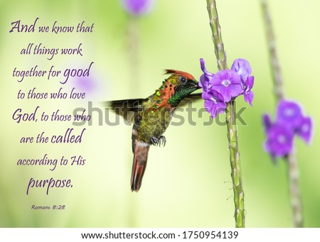 Bible Verses printed on beautiful bird photography.  Inspirational. Royalty-Free Stock Photo #1750954139