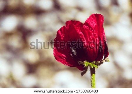 A big red poppy in a garden