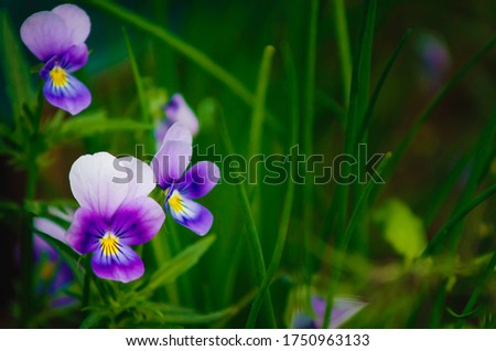 Flowering of viola tricolor in the garden. Nature concept for design