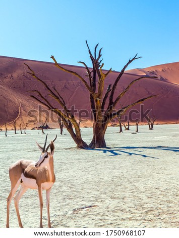 Grand trip to Namib Naukluft desert, Namibia. The black-headed antelope, impala. Majestic orange dunes, dry lake Sussussflay. The concept of exotic, extreme and photo tourism