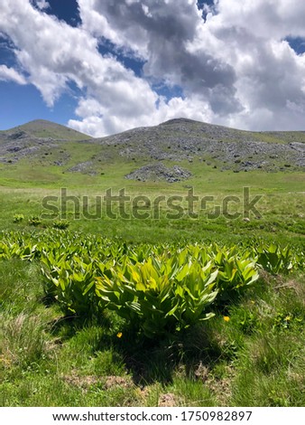 Perfect scene on Bistra Mountain, green landscape with green grass meadow and rocky mountain