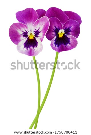 Two Pansy flowers bunch on White background 