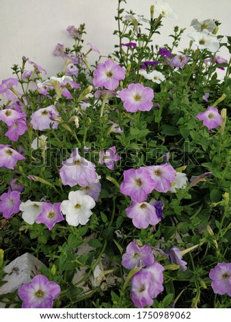 Beautiful bright petunia axillary flowers in pink shades in a garden. Fresh healthy and fragrant flowers.
