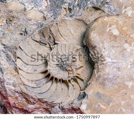 Stone texture with imprints of shells of cephalopod moths of nautilus and ammotites. Stones of the relict mountain Shihan Shah Tau. Royalty-Free Stock Photo #1750997897