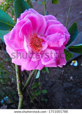 natural rose flower picture . 
