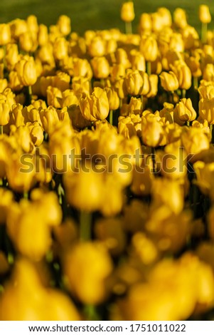 bright yellow tulip flowers longer or shorter than each other, close to each other, capture every warm satra of the sun