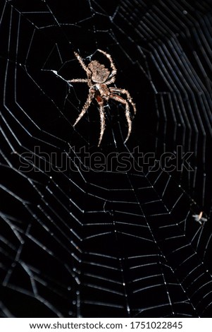 Spider in the night Jungle montain San Diego Venezuela