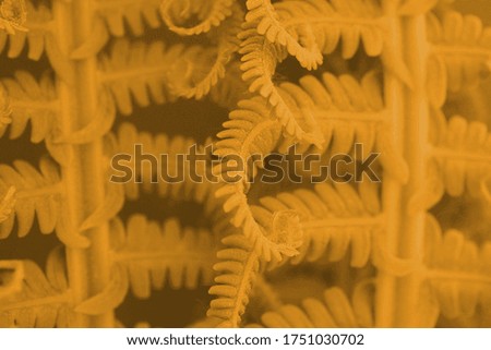 Fern foliage. Light brown tinted plant pattern. Stalks and leaves. Yellow background or wallpaper. Reduced contrast. Macro