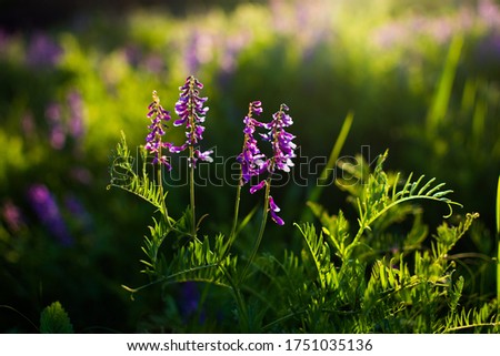 Blue wildflowers in a green meadow. Warm spring evening with a bright meadow during sunset. Grass silhouette in the light of the golden setting sun. Beautiful nature landscape with sunbeams.