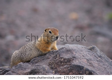 An arctic ground squirrel ready to run