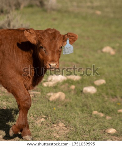 A young bull walking through a. pasture on a cattle ranch.