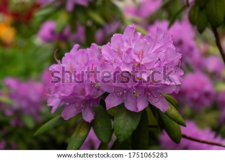 
purple lilac lilac flowers in a garden in the countryside in the Czech Republic in spring
