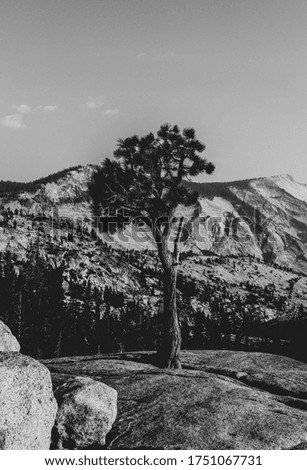Tree on top of mountain at Yosemite national park California
