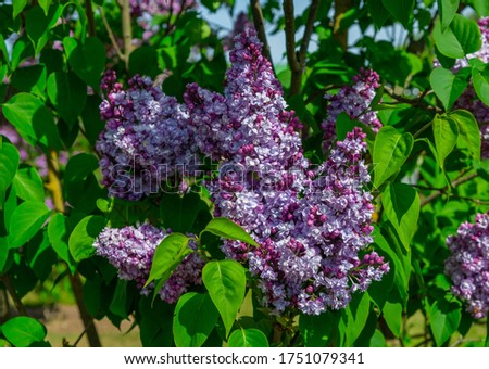 Beautiful lilac blooms in amazing colors on a sunny spring day.