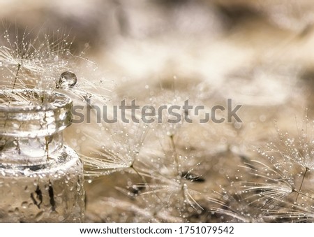dandelion fluff with drops of water in a transparent jar
