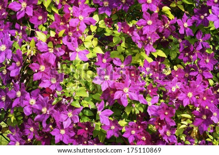 flower-garden Royalty-Free Stock Photo #175110869