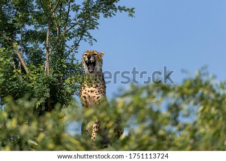 A cheetah (Acinonyx jubatus)sits in a bush and watches the surroundings.